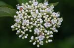 : - Viburnum erubescens