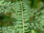 : - Phyllanthus fraternus