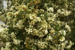 : - Amomyrtus luma