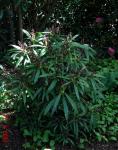: - Aucuba chinensis var. angusta