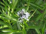 : - Amsonia illustris