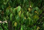 :-Carpinus rankanensis