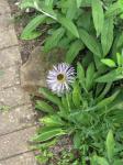 : - Aster diplostephioides