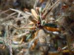 Fiederblättrige Berg-Mahagoni - Cercocarpus ledifolius