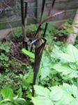 : - Arisaema engleri