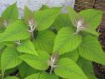 : - Colquhounia coccinea