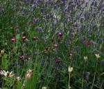 Riesen-Nelke - Dianthus giganteus