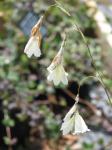 : - Dierama argyreum