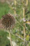 Drüsenlose Kugeldistel - Echinops exaltatus