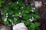 : - Erodium trifolium