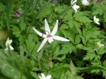 Henderson-Hundszahn - Erythronium hendersonii