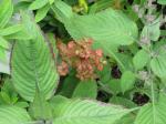 : - Euphorbia griffithii