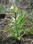 Zwerg-Kaiserkrone - Fritillaria raddeana