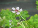 : - Geranium lambertii