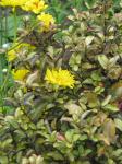 : - Grindelia chiloensis