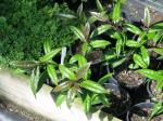 : - Helwingia himalaica