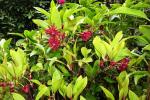 : - Illicium floridanum