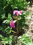 Garten-Gloxinie
- Incarvillea delavayi