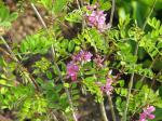 : - Indigofera himalayensis