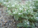 : - Cryptantha circumscissa