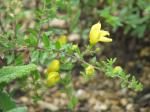 : - Keckiella antirrhinoides