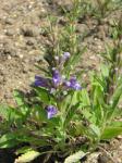 : - Lallemantia canescens