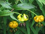 : - Lilium lijiangense