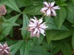 : - Monarda bradburiana