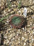: - Orostachys spinosa