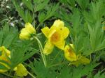 Ludlowis Pfingstrose - Paeonia ludlowii
