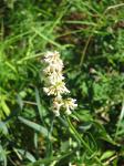 Gelbblühender Bartfaden - Penstemon confertus