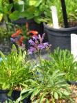 : - Penstemon gracilentus