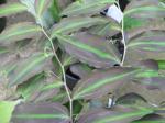 : - Polygonatum lasianthum