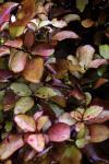 Südliches Pfefferholz - Pseudowintera colorata