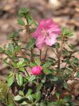 : - Rhododendron dendrocharis