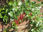 Fuchsienblütige Johannisbeere - Ribes speciosum