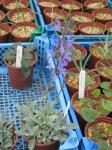 : - Salvia cyanescens
