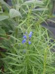 : - Salvia reptans