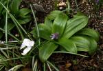 Pyrenäen-Blaustern - Scilla lilio-hyacinthus