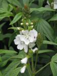 : - Sidalcea candida
