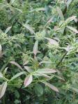 : - Viburnum henryi