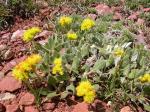 : - Eriogonum flavum
