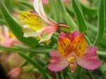 : - Alstroemeria graminea