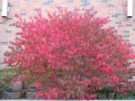 Flügel-Spindelstrauch - Euonymus alatus