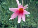 : - Rhodophiala advena