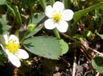 Scharlach-Erdbeere - Fragaria virginiana