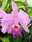 : - Cattleya lueddemanniana