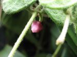 : - Dischidia hirsuta