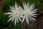 : - Epiphyllum hookeri