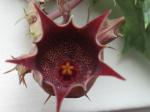 : - Huernia urceolata